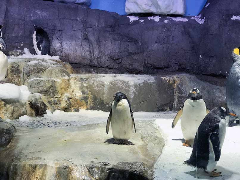 【大阪】海游館 半天遊 日劇浪漫約會地點