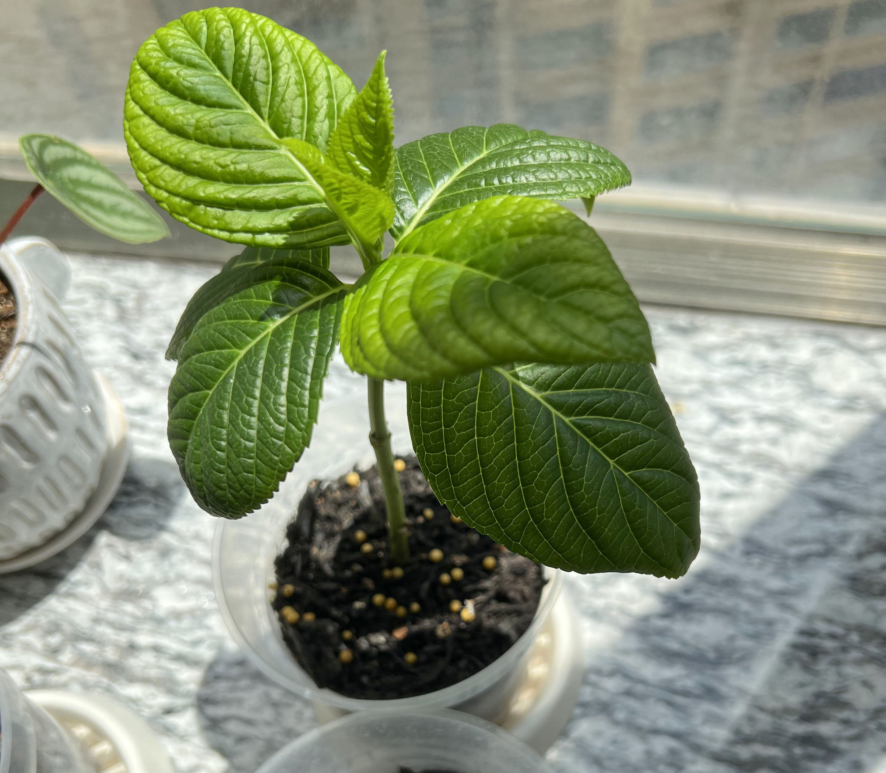 【生活】無盡夏繡球花・繁殖扦插記錄(3)・只剩兩盆・第46 – 60天