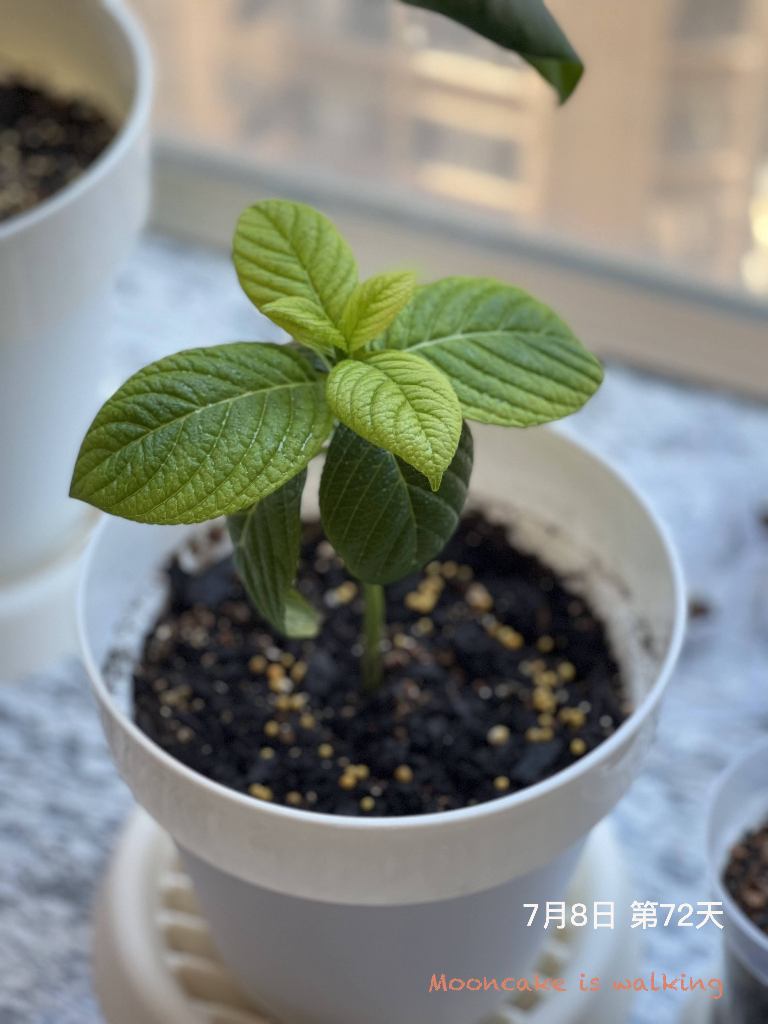 【生活】無盡夏繡球花・繁殖扦插記錄(4)・盛夏的扦插苗好難活・第61 – 91天