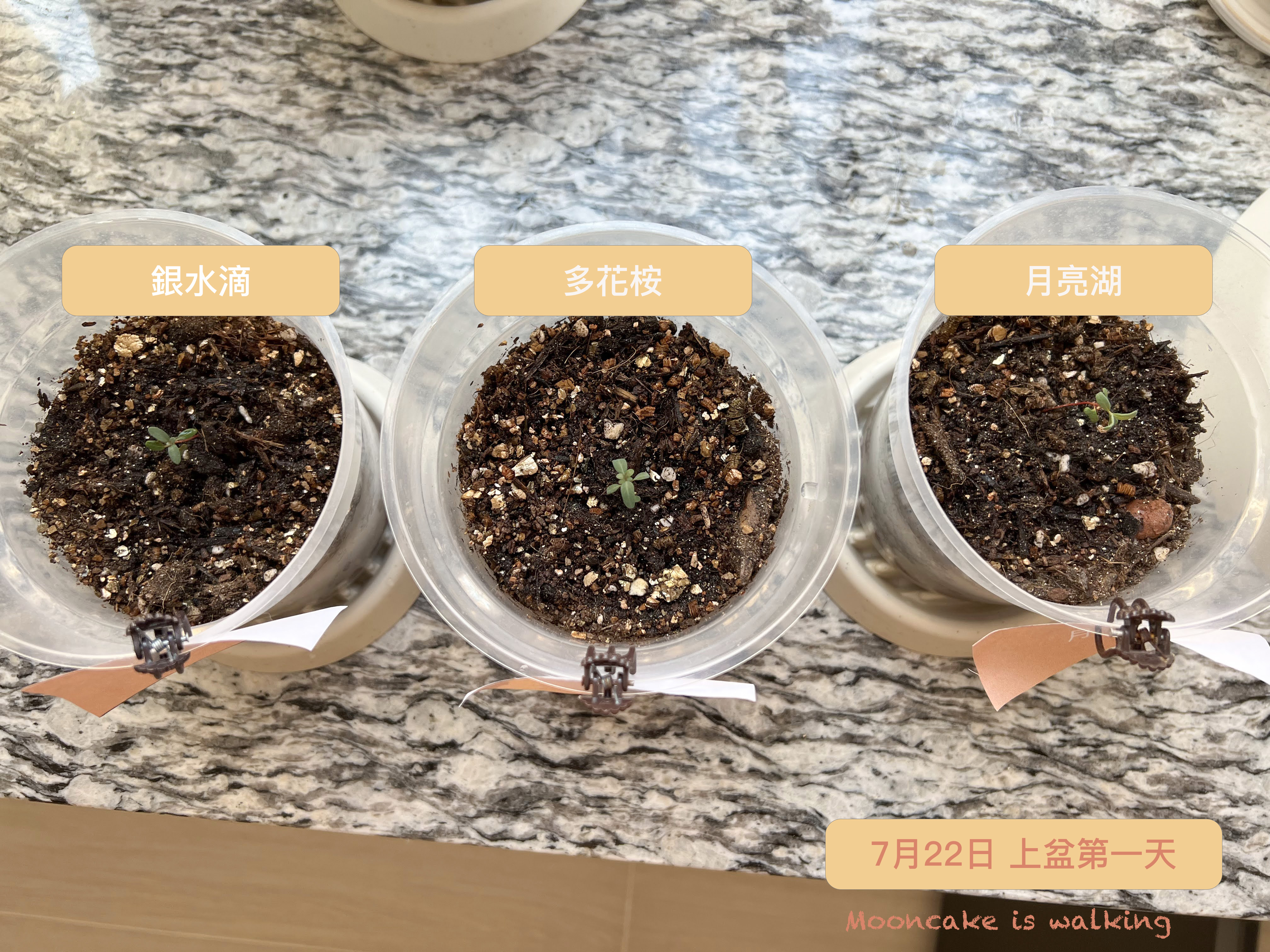 【生活】尤加利小苗成長日記・銀水滴、多花桉、月亮湖