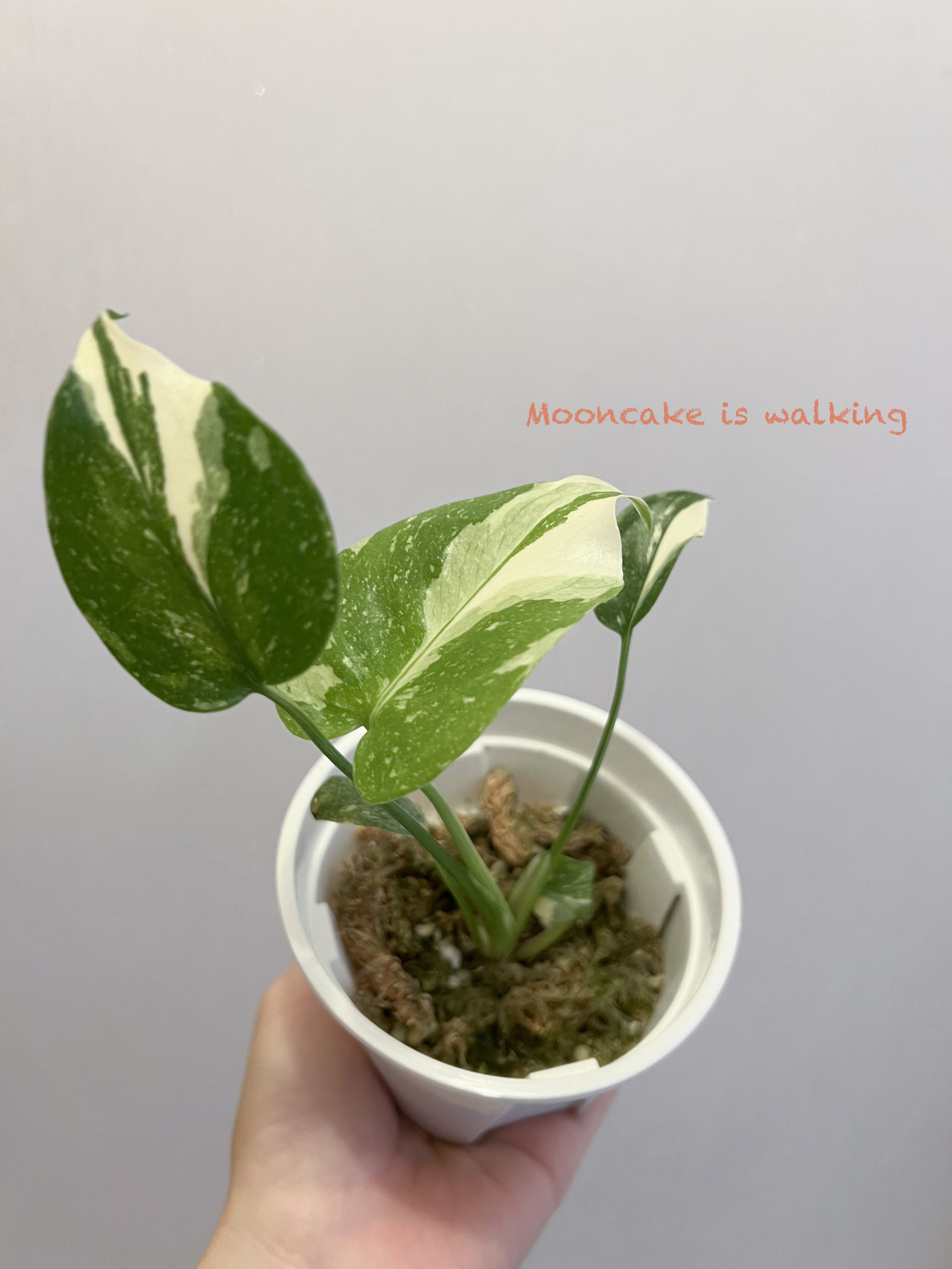 【生活】灑金龜背小苗・小苗入手開箱・植物愛好者